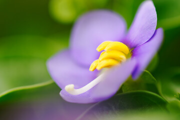 Persian violet, Exacum affine small purple flower closeup beauty banner plant hobby