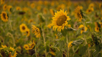 Vibrant close-ups of sunflowers in a beautiful field. Nature's beauty in every petal. Perfect for bringing a touch of sunshine to your projects.