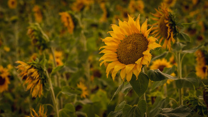Vibrant close-ups of sunflowers in a beautiful field. Nature's beauty in every petal. Perfect for bringing a touch of sunshine to your projects.