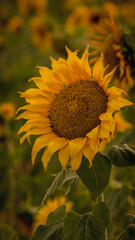 Vibrant close-ups of sunflowers in a beautiful field. Nature's beauty in every petal. Perfect for bringing a touch of sunshine to your projects.