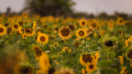 Bask in the beauty of sunflowers. These vibrant close-ups capture the sunny essence of nature's charm. Ideal for brightening your projects and invoking a sense of natural beauty.
