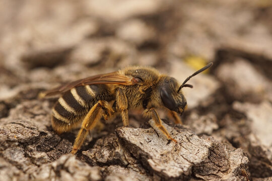 Closeup shot of a Halictus quadricinctus insect on a piece of wood