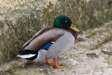Monsieur canard veille