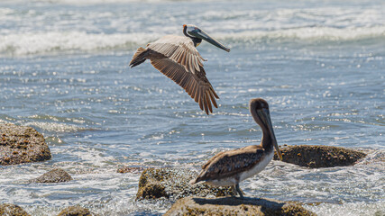 Graceful Pelicans in Flight - Beach Bliss