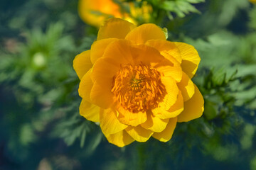 Blossom of False hellebore, Adonis vernalis medicinal herb - selective focus.