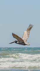 Graceful Pelicans in Flight - Beach Bliss