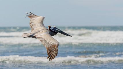 Graceful Pelicans in Flight - Beach Bliss