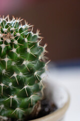 Cactus plant macro view