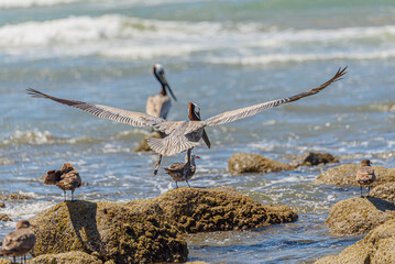 Graceful Pelicans in Flight - Beach Bliss