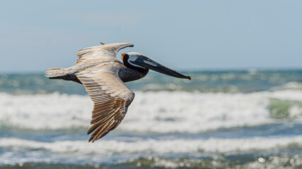 Graceful Pelicans in Flight - Beach Bliss