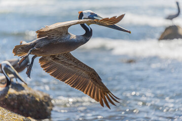 Graceful Pelicans in Flight - Beach Bliss