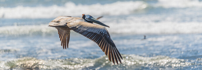 Graceful Pelicans in Flight - Beach Bliss