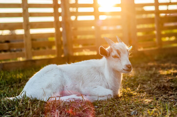 A goat is lying on the ground on a sunny day