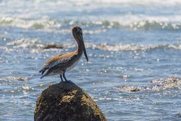 Graceful Pelicans - Beach Bliss