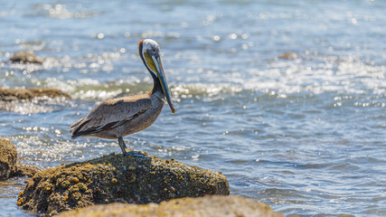 Graceful Pelicans - Beach Bliss