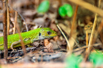 A green lizard is resting in the grass
