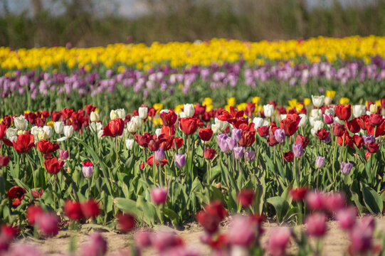 Horizontal row of multicolored tulips on a field