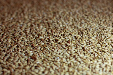 Barley grains in storage. Grain background, grain mass texture. Grain in barns and granaries close up. Beer brewing ingredients