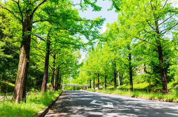 新緑イメージ　メタセコイアの並木道