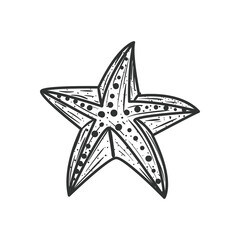 Sea starfish animal