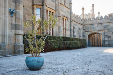 tropical plant in a clay pot, stone walls, courtyard in a palace