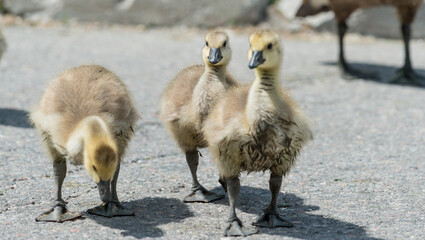 three goslings walk across a roadway with parent in the background