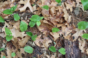 autumn leaves in the forest
