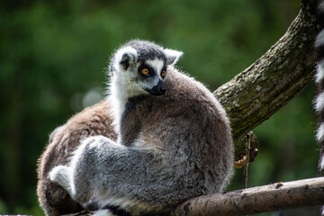 Ring tailed Maki Catta lemur with big orange eyes. Madagascar lemur.