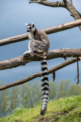 Ring tailed Maki Catta lemur with big orange eyes. Madagascar lemur.