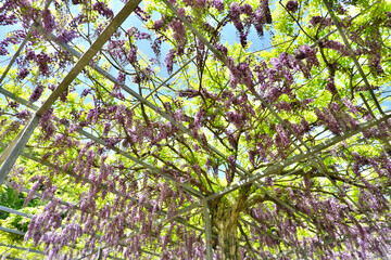 天井に広がる紫色の藤の花