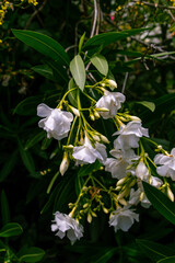 Nerium oleander pertenece a la familia Apocynaceae