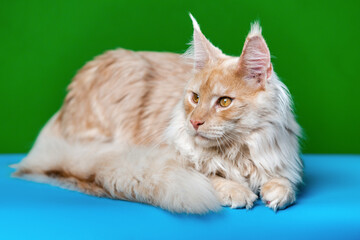 Lovely longhair cat breed Maine Shag Cat. Portrait of red tabby domestic cat lying on green and light blue background and looks away.