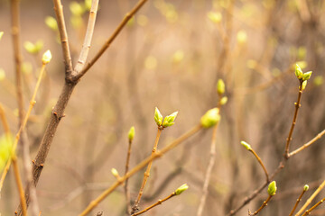 Tree branches on blurred background. Branch with blossoming leaves in the spring. Close-up tree branch with young green leaves