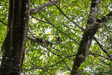 White-throated capuchins monkeys in Costa Rica