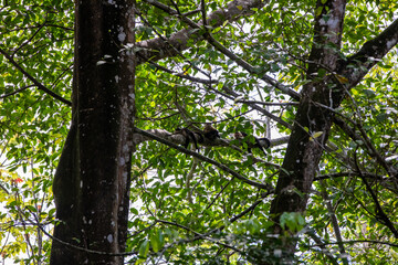 Fototapeta premium White-throated capuchins monkeys in Costa Rica