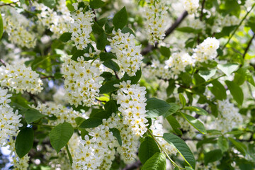 Beautiful floral spring background. Bush of blooming bird cherry tree.