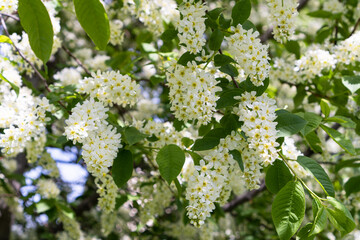 Beautiful floral spring background. Bush of blooming bird cherry tree.