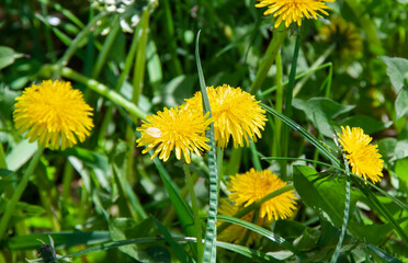 bright yellow blooming dandelion flower 