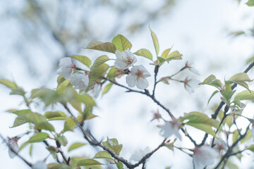 鹿児島県の日本100名山、開聞岳山道の山桜