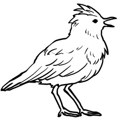 Simple and realistic skylark line drawing