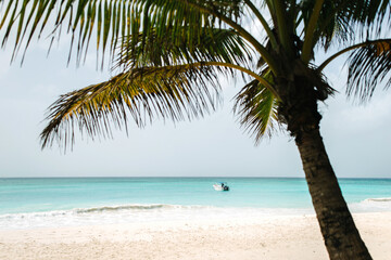 Plakat palm tree against the backdrop of the turquoise caribbean sea on the island of Saona in the Dominican Republic