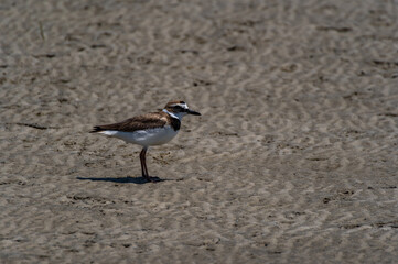 Wilson's Plover on Mud Flats