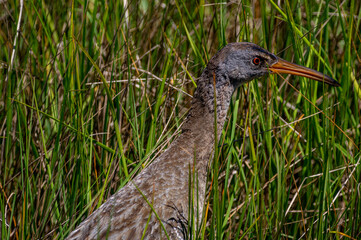 Clapper Rail Close Up