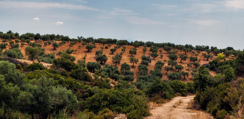 Fototapeta na wymiar Panoramic View of Olive Garden Growing on Hillside Among Bushes and Trees Under Blue Sky - Countryside Mountain Landscape on Sithonia Chalkidiki Greece