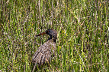 Clapper Rail in the Salt Marsh