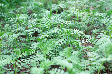 Green twigs with small leaves of the chickpea plant. Spring shoots of early greenery