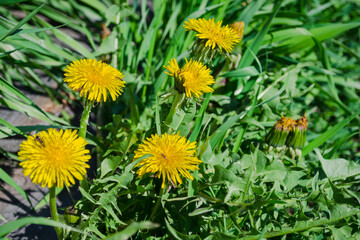Yellow dandelion in spring
