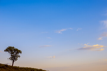 Fototapeta na wymiar Lonely tree on a hillock, at sunset.