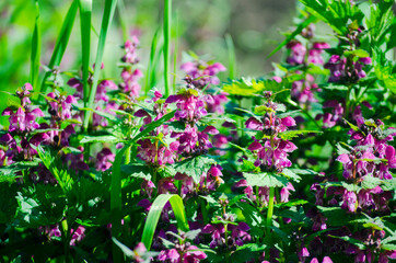 Fototapeta premium Deaf nettle during the flowering period. Medicinal plant with purple flowers