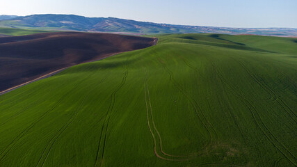 Obraz premium Aerial view of vibrant green wheat fields in Walla Walla, Washington
